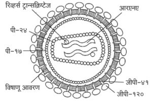 एडस् (AIDS)