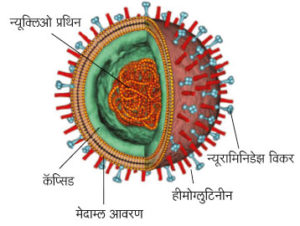 इन्फ्ल्यूएंझा ( Influenza )