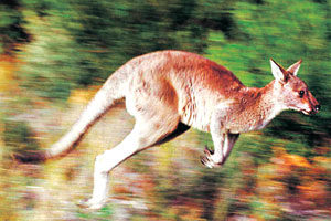 कांगारू (Kangaroo )