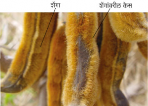 Read more about the article खाजकुइली (Cowhage)