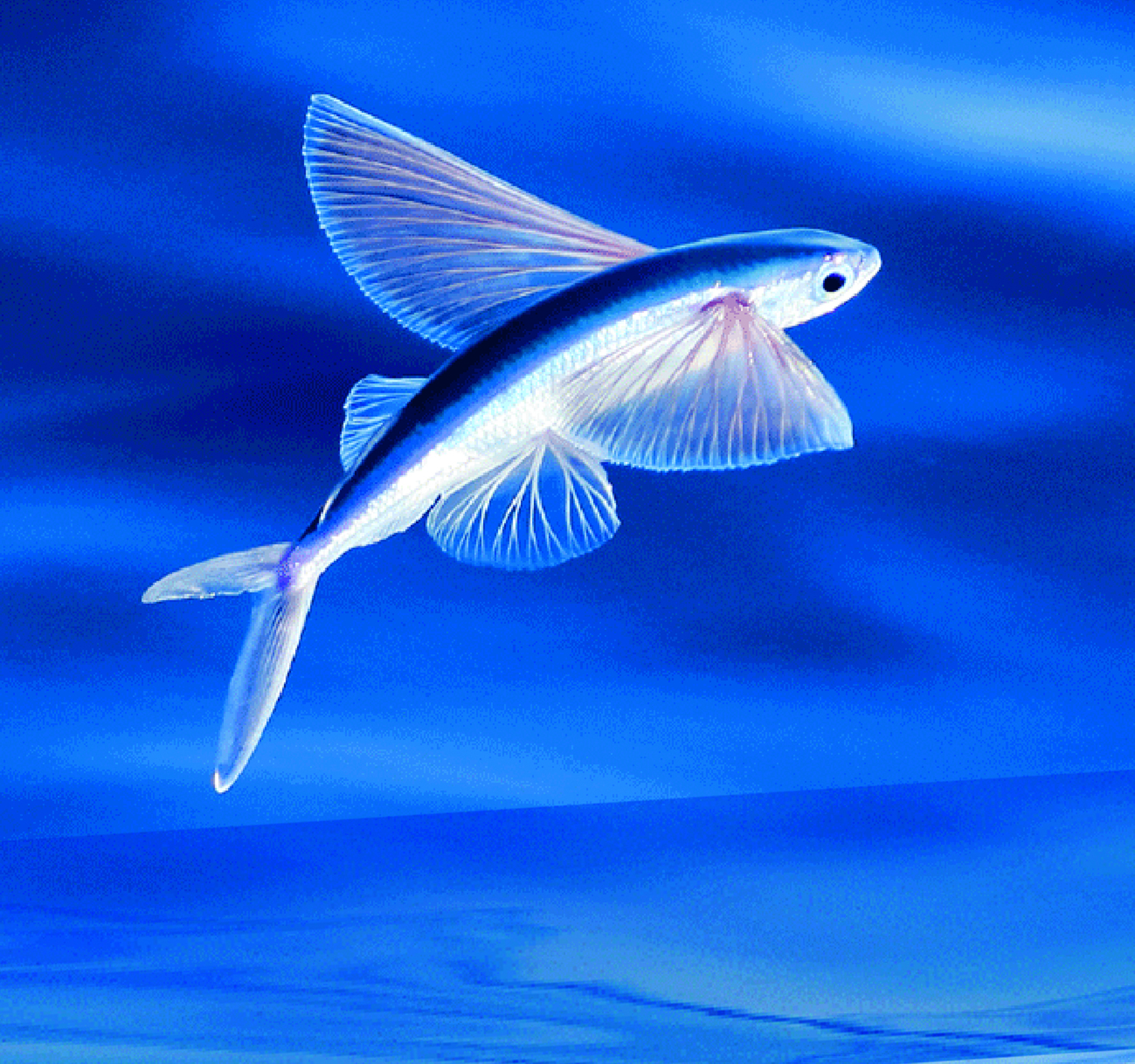 Flying fish