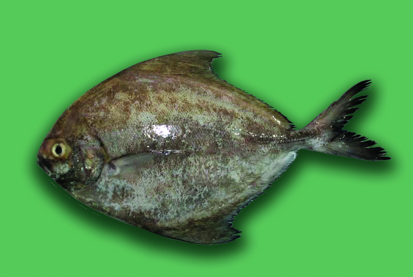 pomfret in marathi