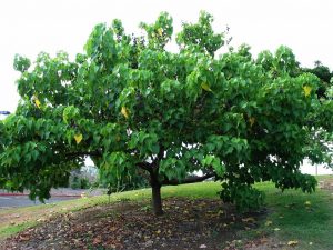 पारोसा पिंपळ (Portia tree)