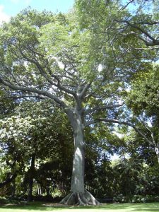 पांढरी सावर (Kapok tree)