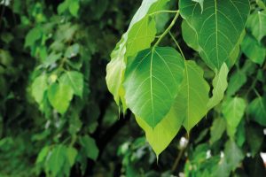 Read more about the article पिंपळ (Peepal tree)