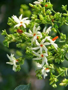 Read more about the article पारिजातक (Night flowering jasmine)