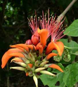 Read more about the article पांगारा (Indian coral tree)