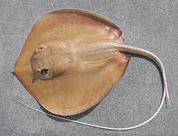 Read more about the article पाकट (Stingray)