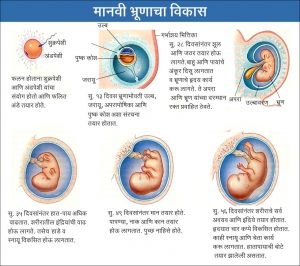 Read more about the article प्रजनन, मानवी (Human Reproduction)