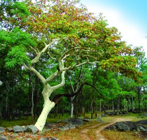 Read more about the article पांढरूक (Sterculia gum)