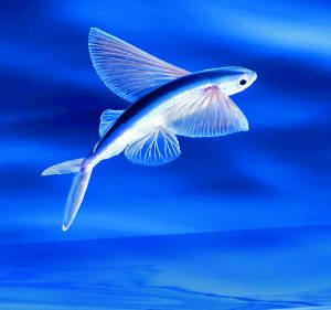 Read more about the article पाखरू मासा (Flying fish)