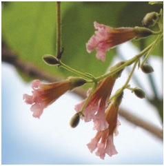 Read more about the article पाडळ (Fragrant padri tree)