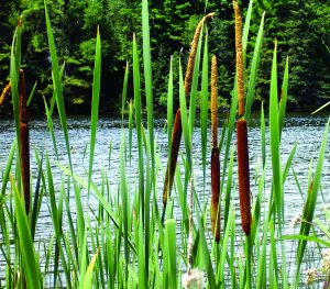 Read more about the article पाणकणीस (Bulrush)