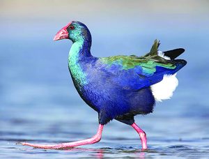 Read more about the article पाणकोंबडी (Common moorhen)