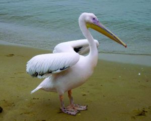 पाणकोळी (Pelican)