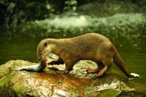 Read more about the article पाणमांजर (Otter)