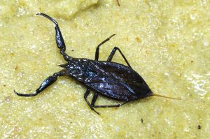 Read more about the article पाणविंचू (Water scorpion)