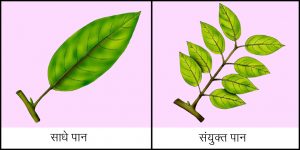 Read more about the article पान (Leaf)