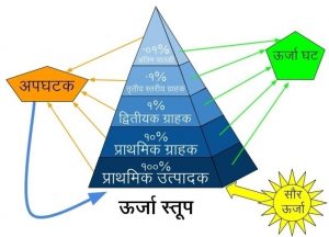 Read more about the article पारिस्थितिकीय स्तूप (Ecological pyramid)