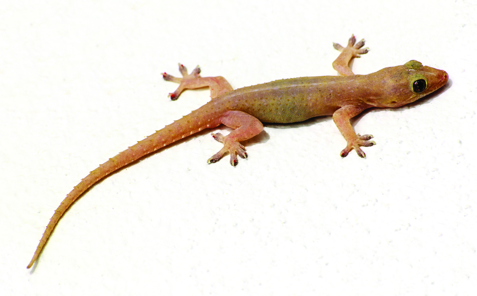 पाल (House lizard) मराठी विश्वकोश