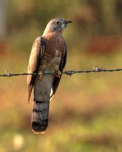 पावशा (Common hawk cuckoo)