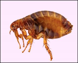 Read more about the article पिसू (Flea)