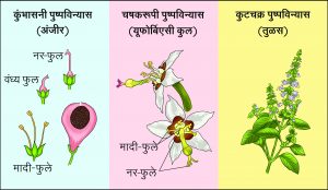 Read more about the article पुष्पविन्यास (Inflorescence)