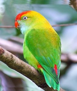 Read more about the article पोपट (Parrot)