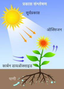 Read more about the article प्रकाशसंश्लेषण (Photosynthesis)