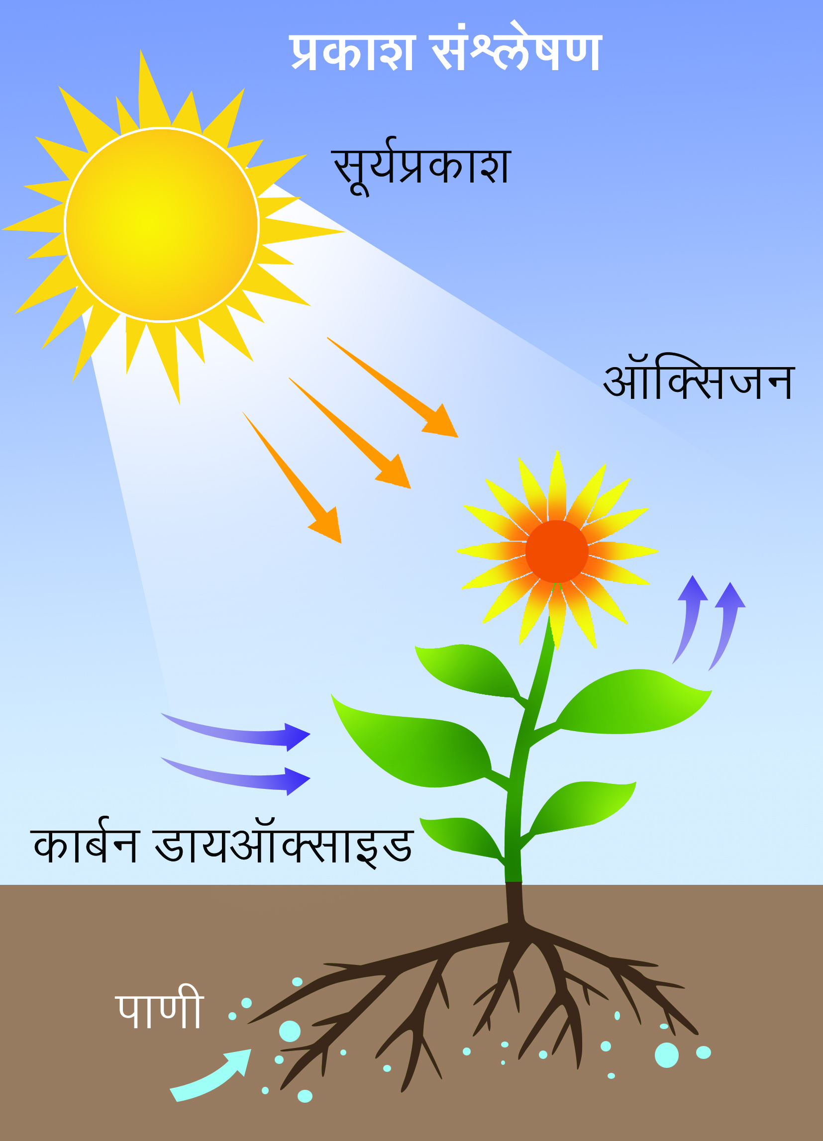 photosynthesis