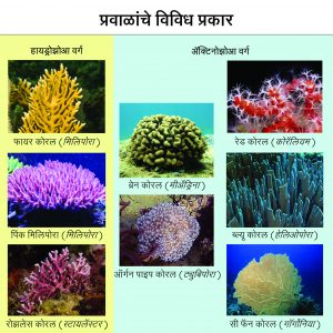 Read more about the article प्रवाळ (Coral)