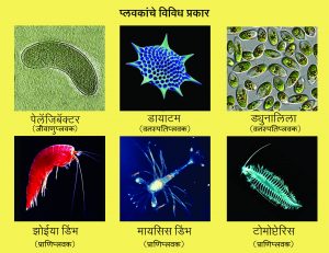 Read more about the article प्लवक (Plankton)