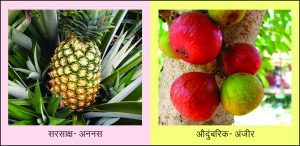 Read more about the article फळ (Fruit)