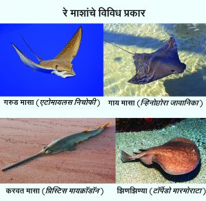 Read more about the article रे मासा (Ray fish)