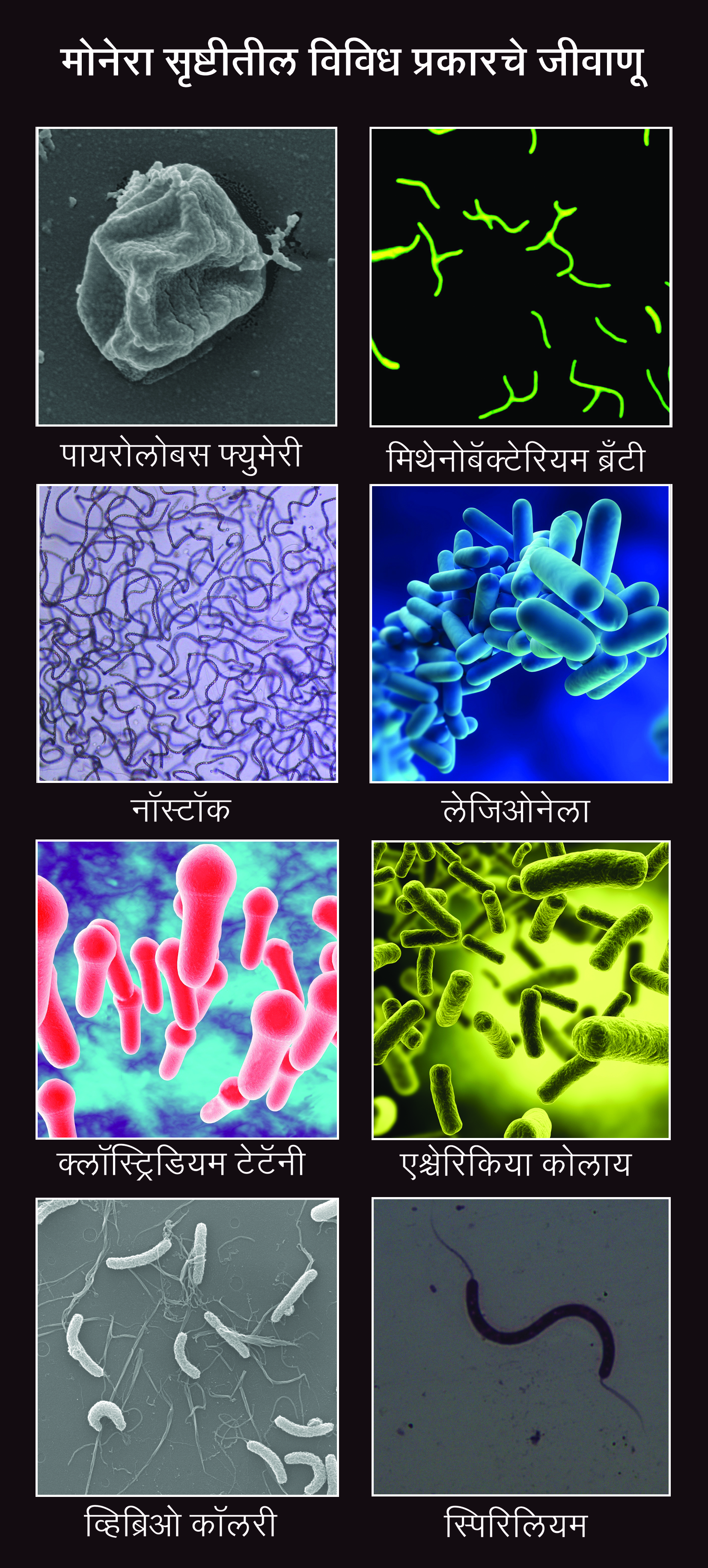 मोनेरा सृष्टी (Monera kingdom) – मराठी विश्वकोश