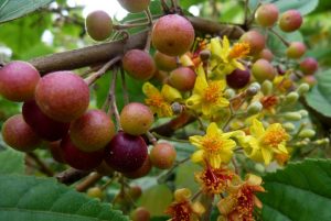 Read more about the article फालसा (Phalsa)