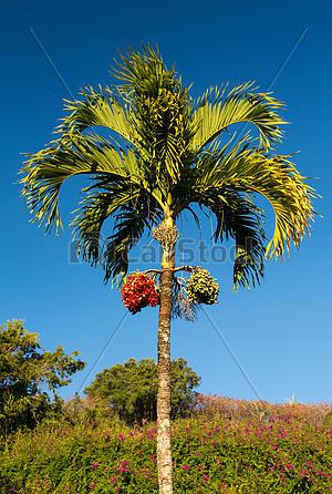 पोफळी (Areca nut tree) – मराठी विश्वकोश