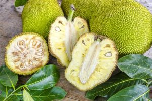 Read more about the article फणस (Jackfruit tree)