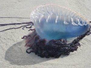 Read more about the article फायसेलिया (Portugese man of war)