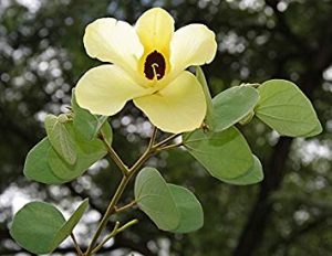 पिवळा कांचन (Yellow orchid tree)