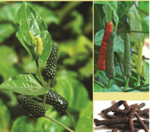 Read more about the article पिंपळी (Long pepper)