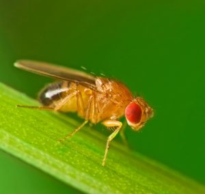 Read more about the article फळमाशी (Fruitfly)