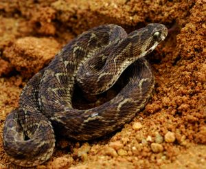 Read more about the article फुरसे (Saw scaled viper)