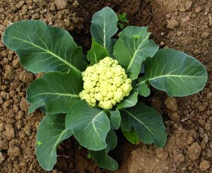 Read more about the article फुलकोबी (Cauliflower)