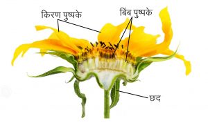 Read more about the article फूल (Flower)
