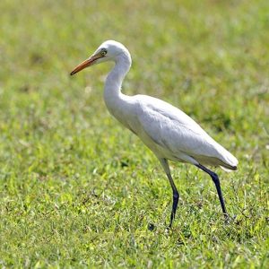 Read more about the article बगळा (Egret)