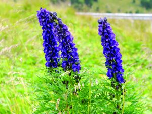 Read more about the article बचनाग (Aconite)