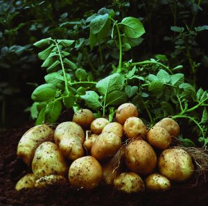 बटाटा (Potato)
