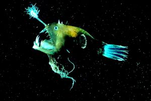 Read more about the article बडिश मीन (Angler fish)
