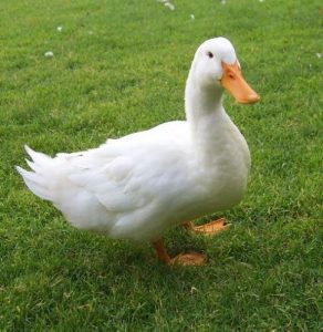 Read more about the article बदक (Duck)